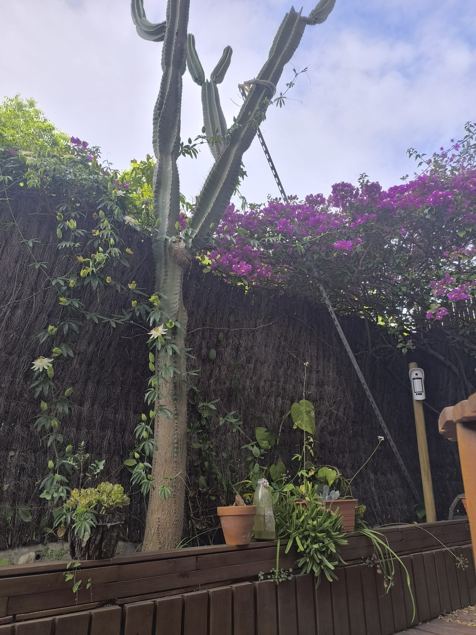 jardín 1